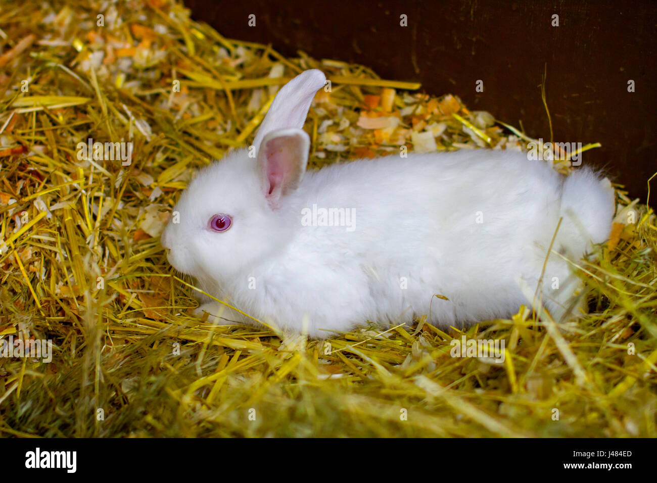 Photo d'un petit lapin blanc assises sur des Banque D'Images