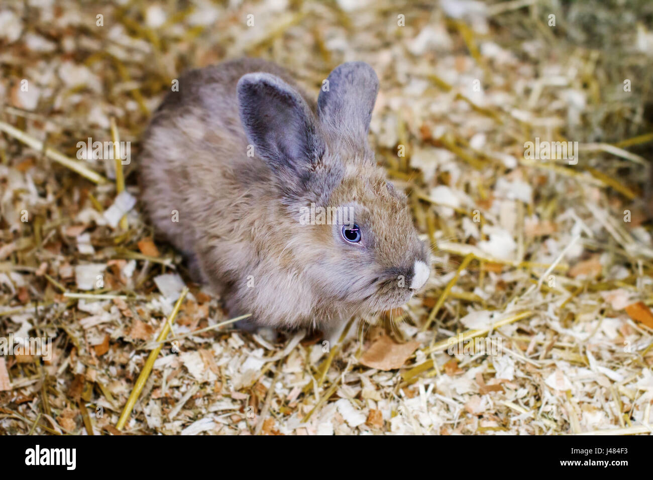 Peu de l'image lapin rouge assises sur des Banque D'Images