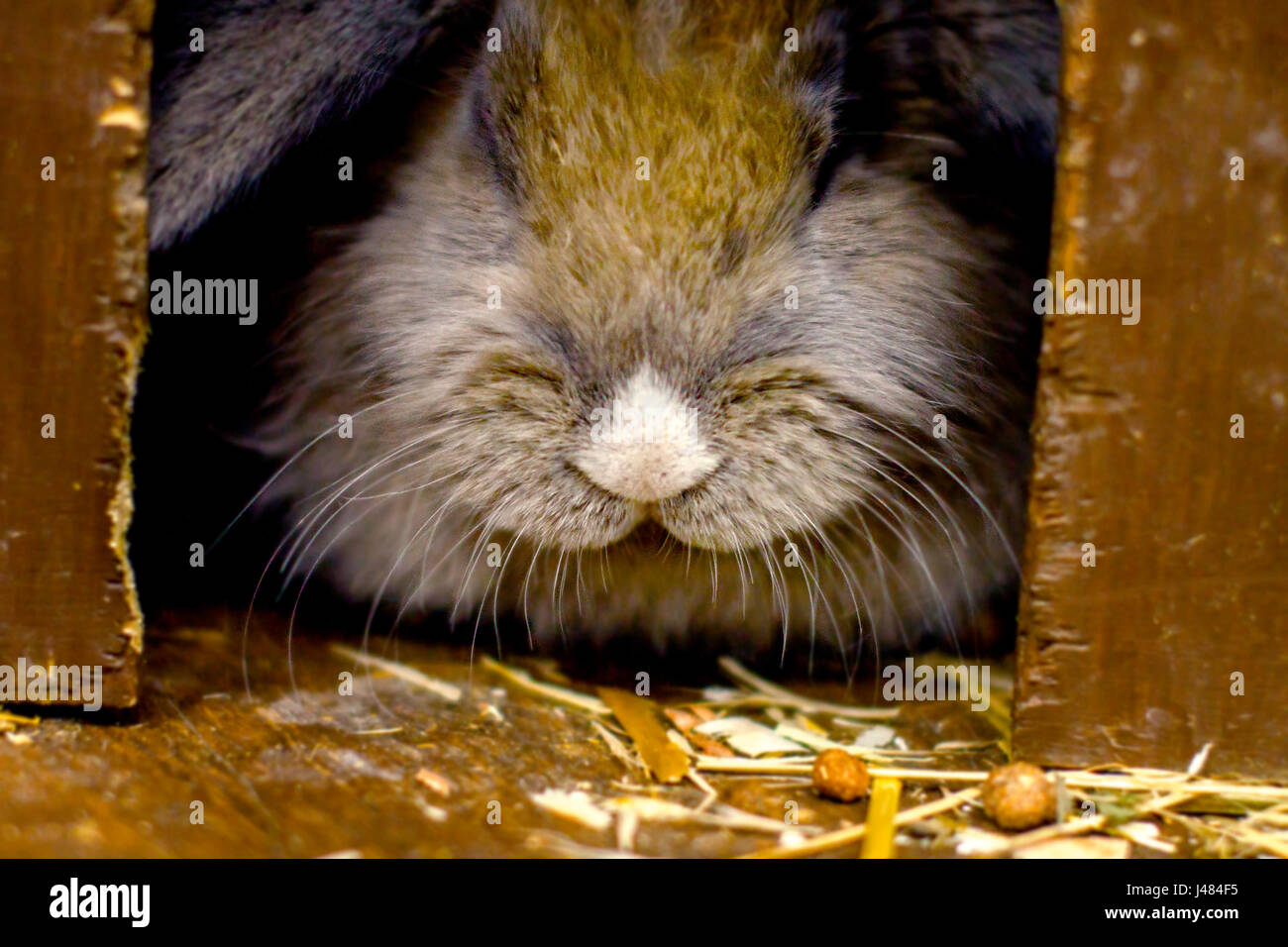 Peu de l'image lapin rouge assises sur des Banque D'Images