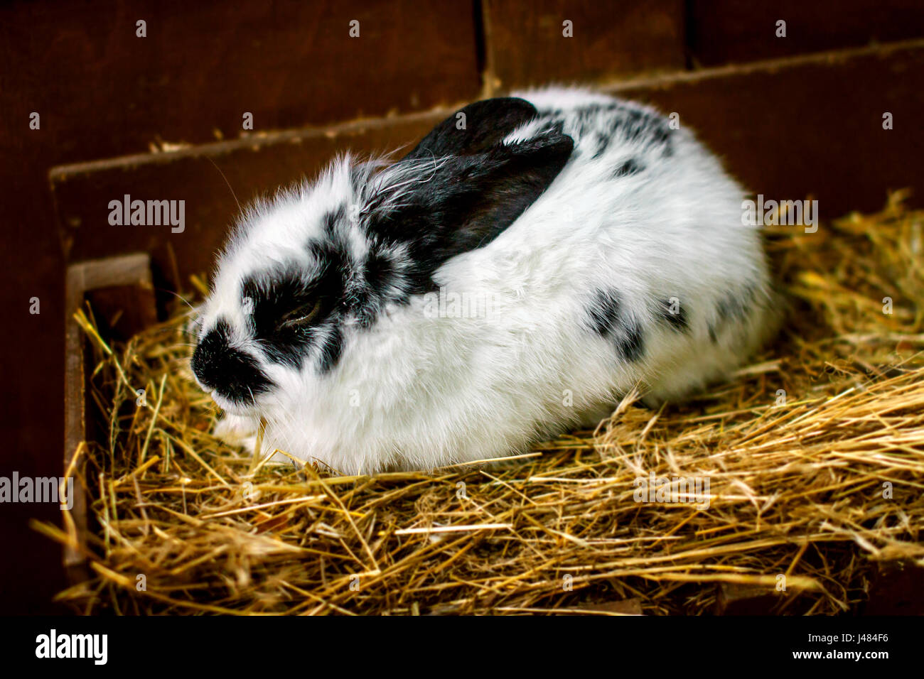 Photo d'un petit lapin blanc assises sur des Banque D'Images