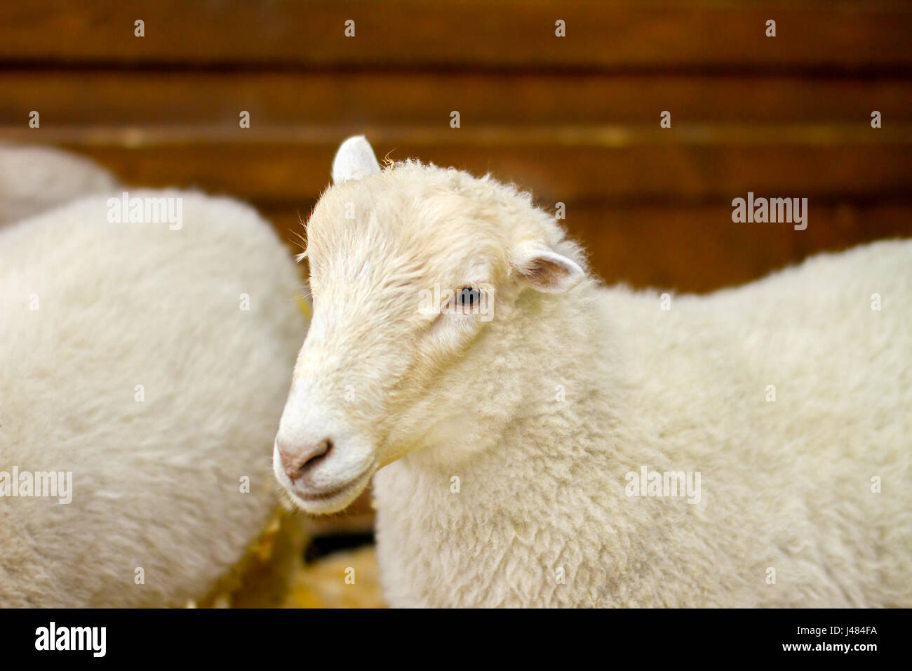 Belle image d'agneau à la ferme animaux Banque D'Images