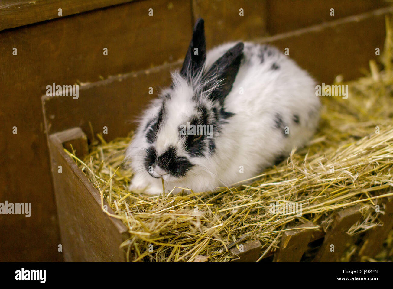 Photo d'un petit lapin blanc assises sur des Banque D'Images