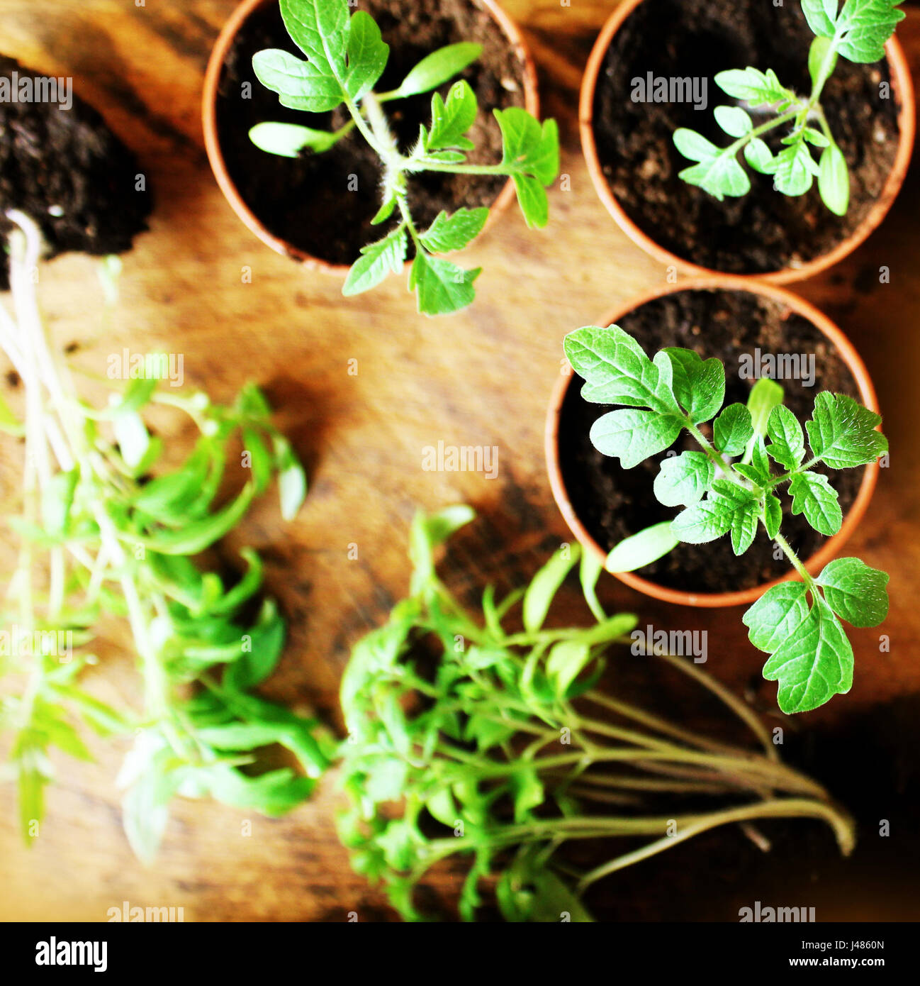 Les jeunes plants de tomate sur backdround en bois. Concept de jardinage. Vue d'en haut. Banque D'Images