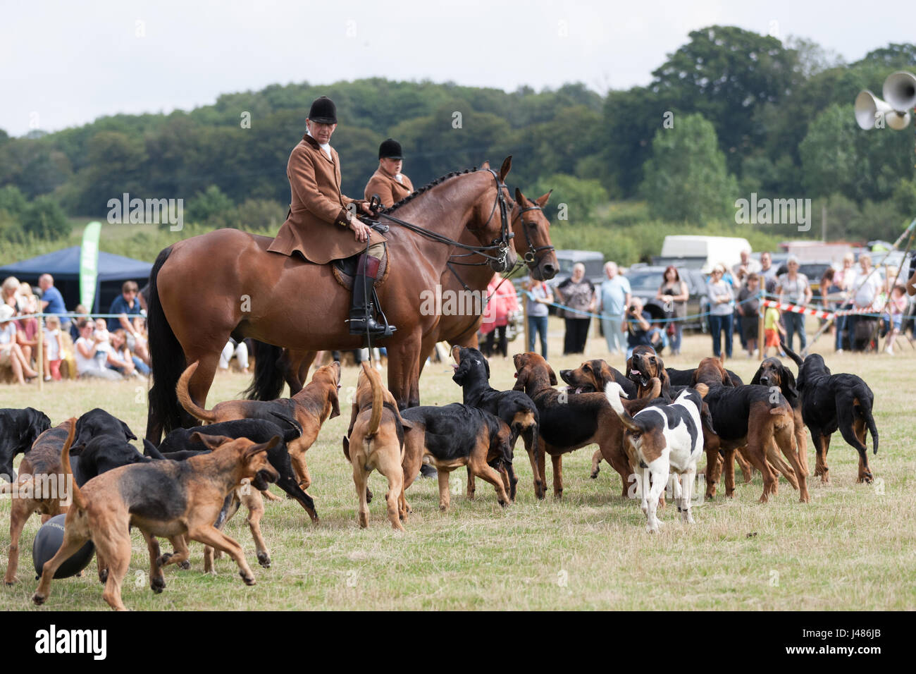 Cheval et chiens à la Rye country show. Rye East Sussex Banque D'Images