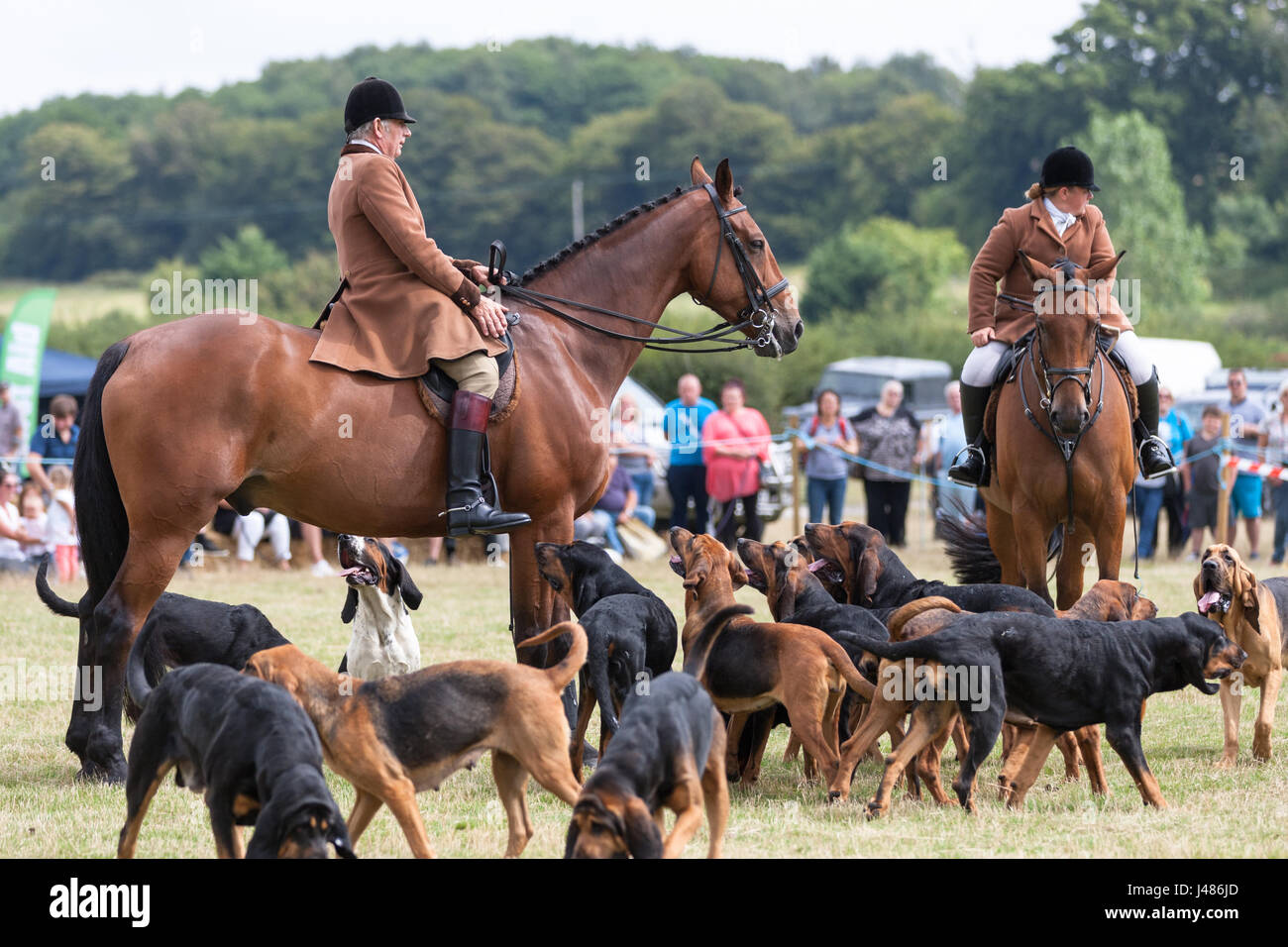 Chevaux et chiens de seigle au pays. Rye East Sussex Banque D'Images