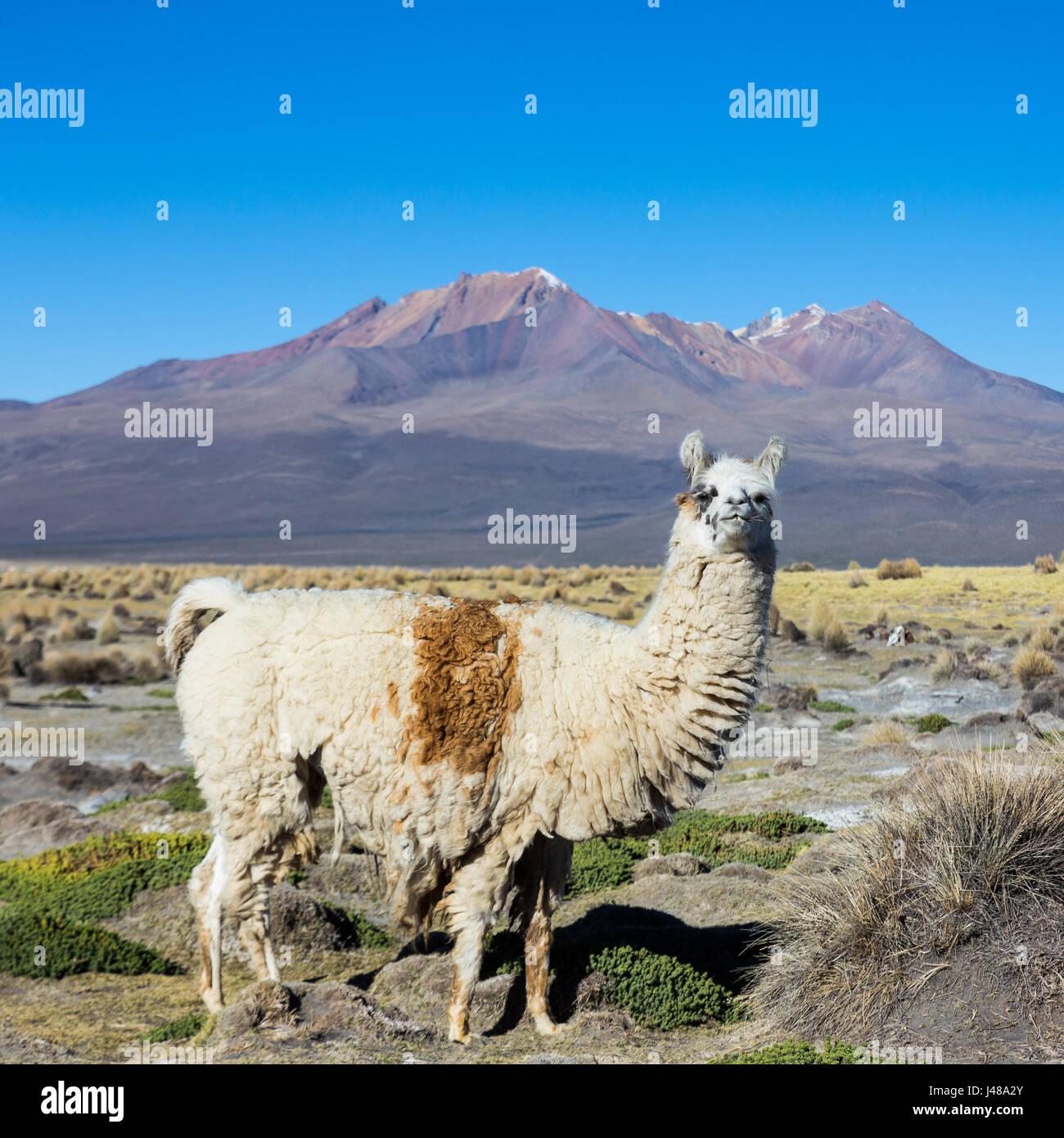 Le paysage andin avec troupeau de lamas, avec le volcan Parinacota sur l'arrière-plan. Banque D'Images