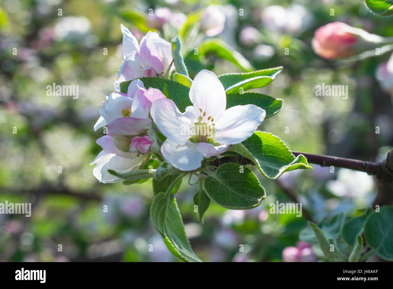 Une forêt qui se déroule au printemps, fougère Banque D'Images