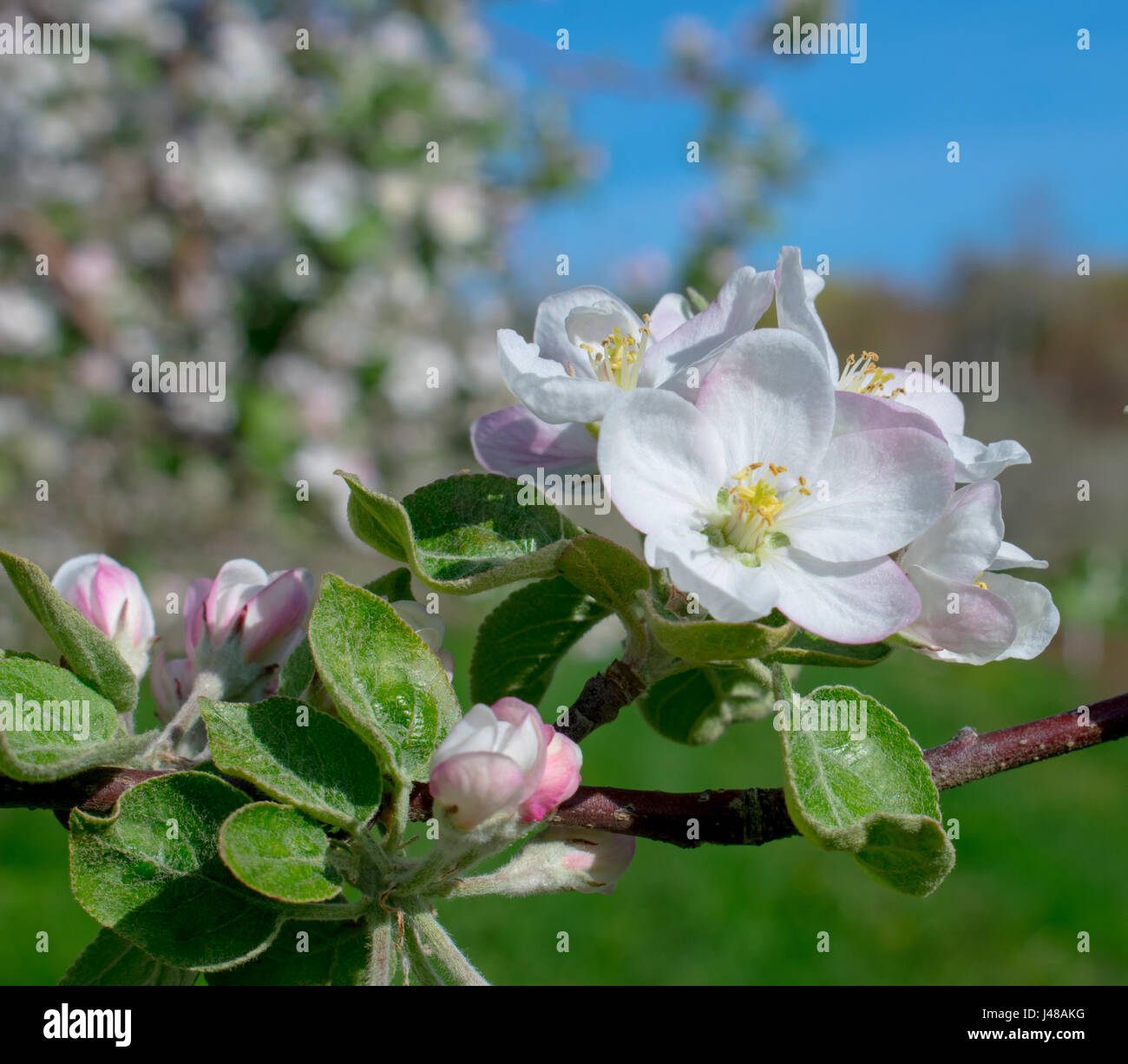 Une forêt qui se déroule au printemps, fougère Banque D'Images