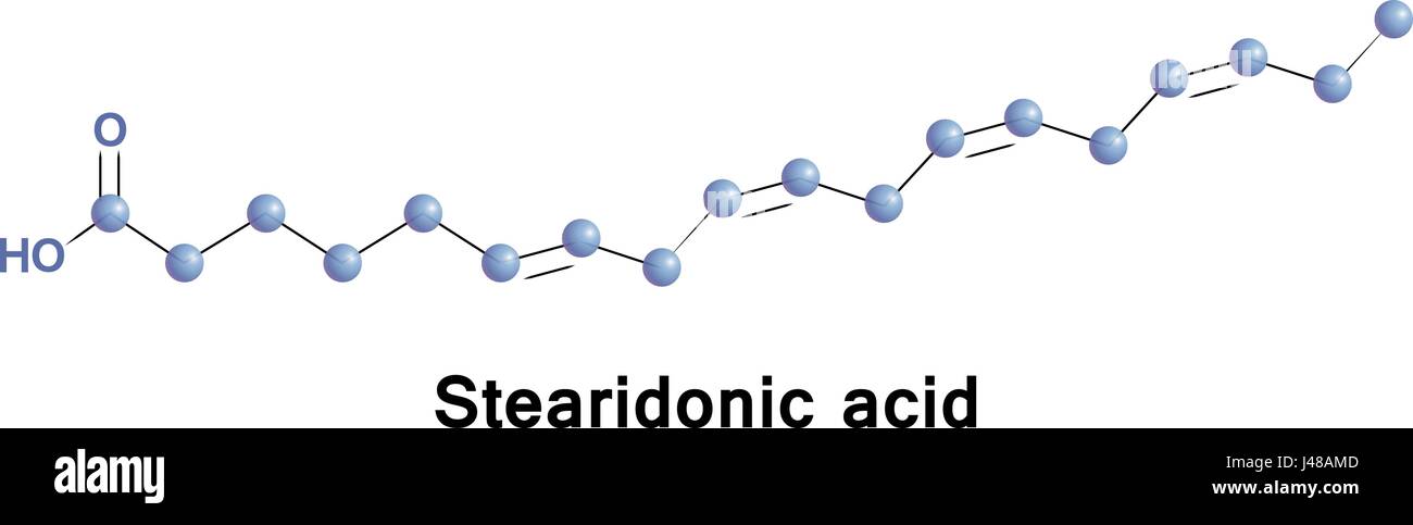 Stearidonic est un acide gras oméga-3, parfois appelé acide, il moroctic est biosynthétisé à partir de l'ALA. Ce sont des sources d'huiles de graines de chanvre, blackcu Illustration de Vecteur