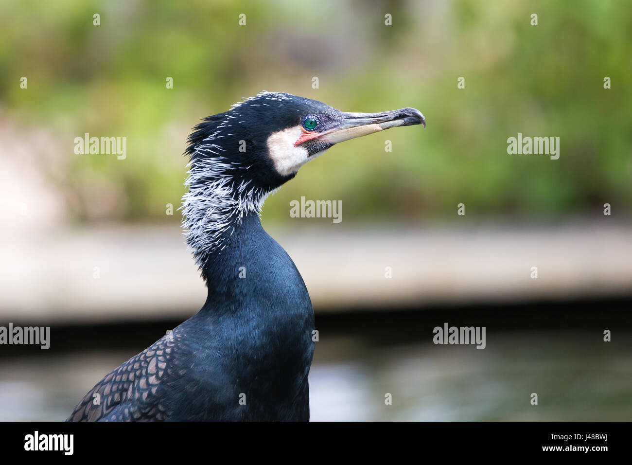 Close-up d'un Grand Cormoran (Phalacrocorax carbo) - vue latérale Banque D'Images