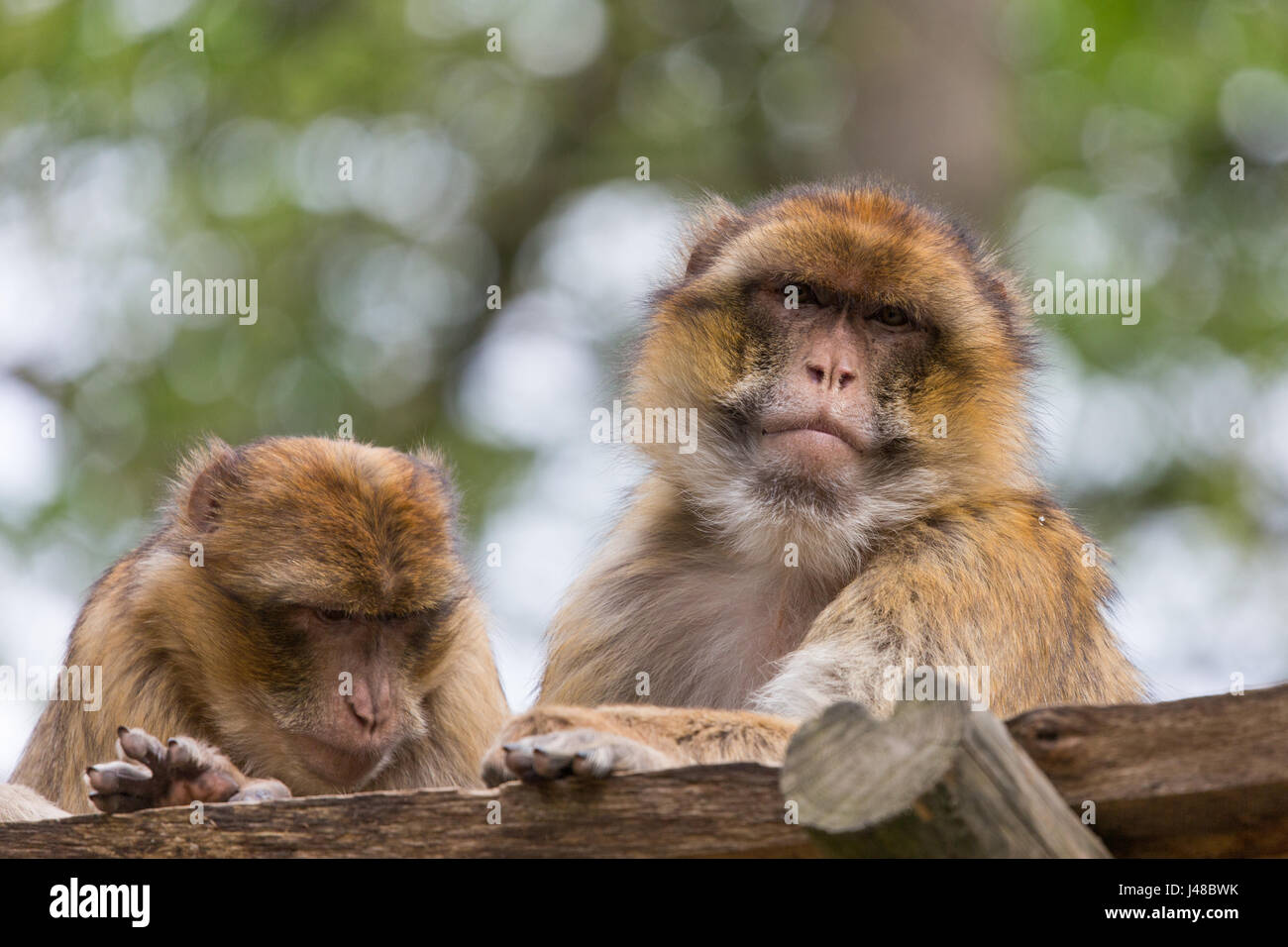 Deux singes de Barbarie (Macaca sylvanus) dans zoo Ouwehands à Rhenen (Pays-Bas) Banque D'Images