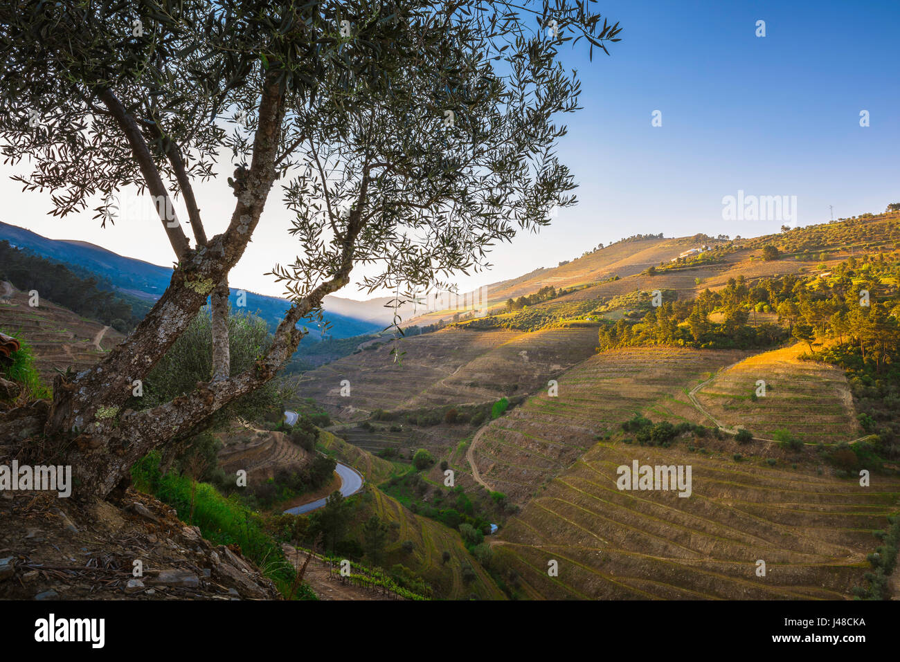 Portugal Douro paysage, vue de vignobles en terrasses dans la région de la vallée de Douro au Portugal à la fin du printemps. Banque D'Images