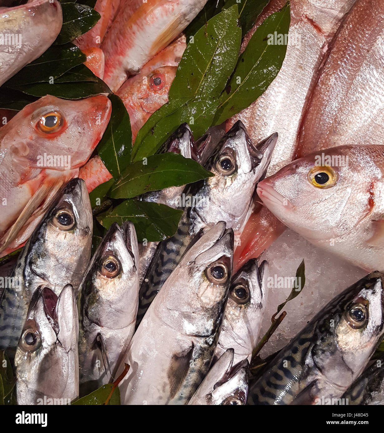 Vue rapprochée au rouget et poissons pandora sur le marché Banque D'Images