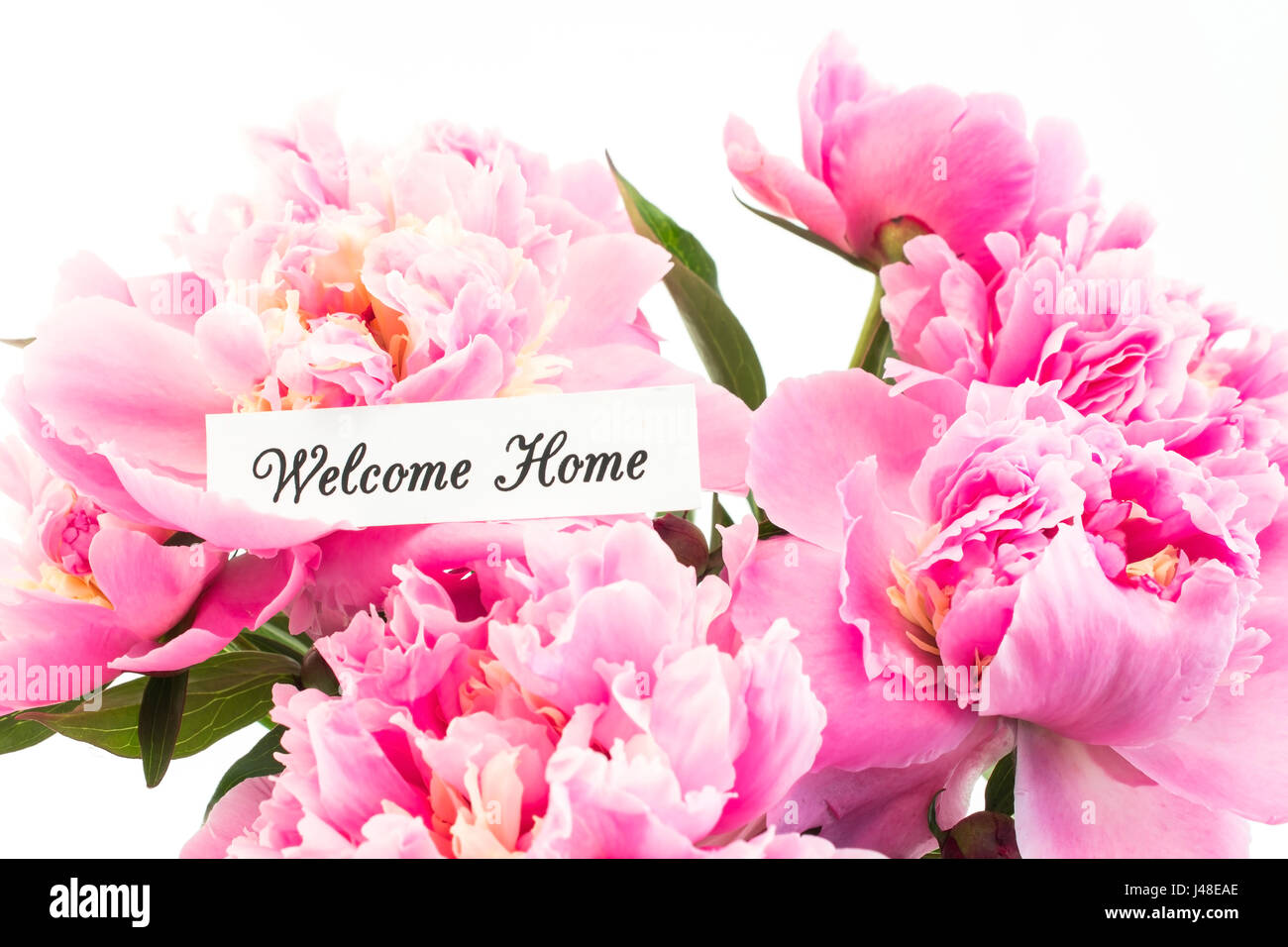 Bienvenue Accueil Carte avec bouquet de pivoines rose sur fond blanc. Banque D'Images