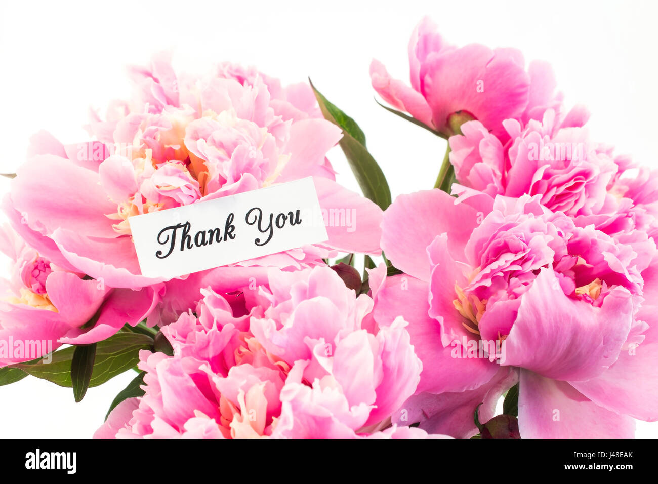 Carte de remerciement avec bouquet de pivoines rose sur fond blanc. Banque D'Images