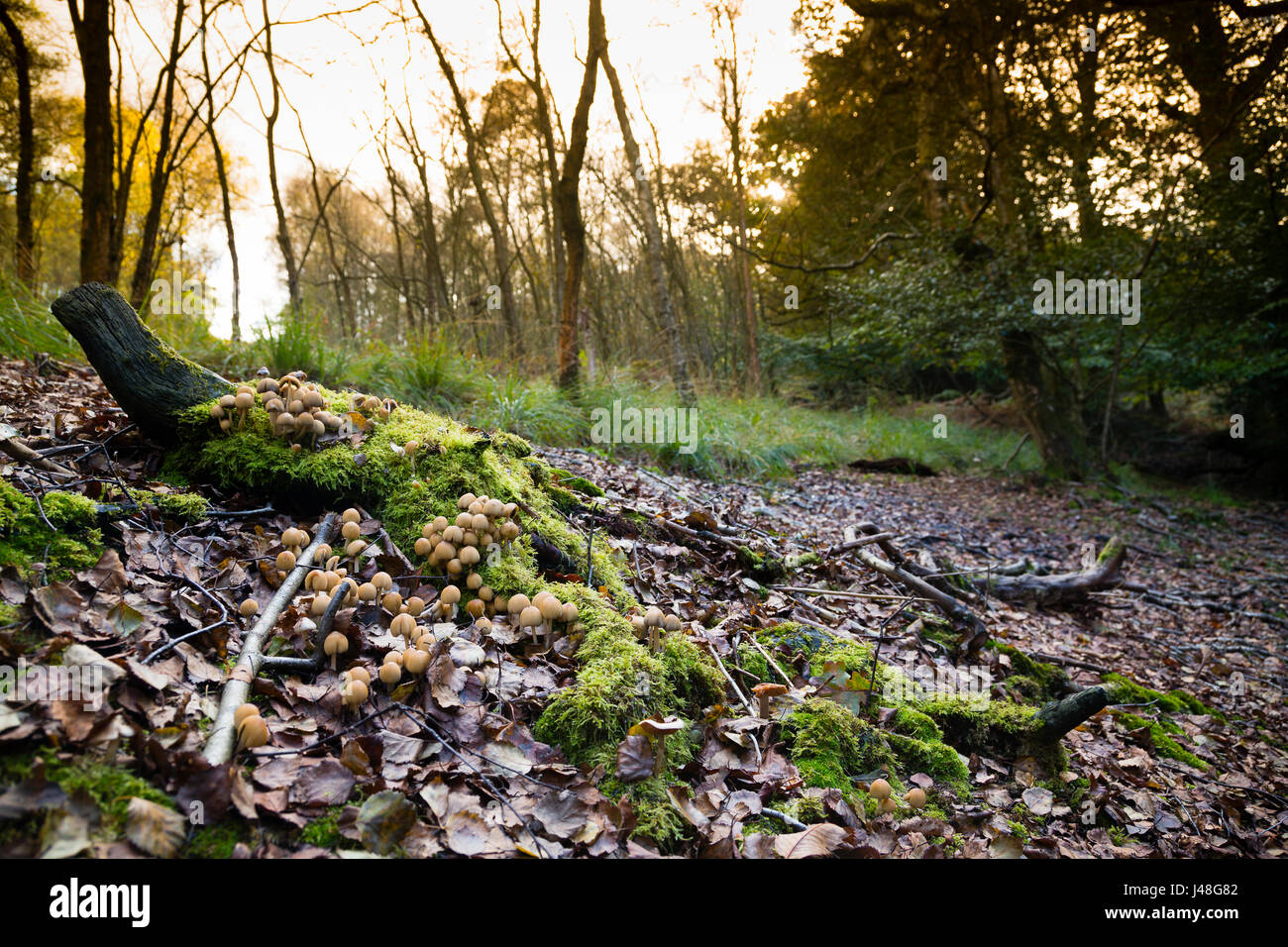 La forêt d'Ashdown, UK. Les champignons poussant sur le sol de la forêt d'Ashdown en fin d'après-midi la lumière. Banque D'Images