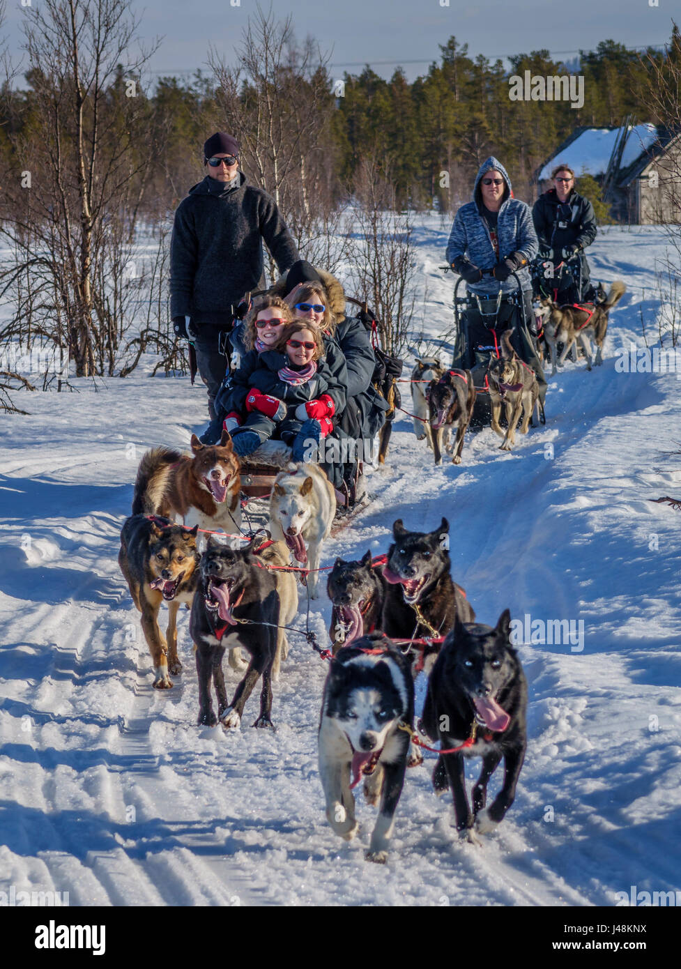 Chien de Traîneau, Laponie, Suède Banque D'Images