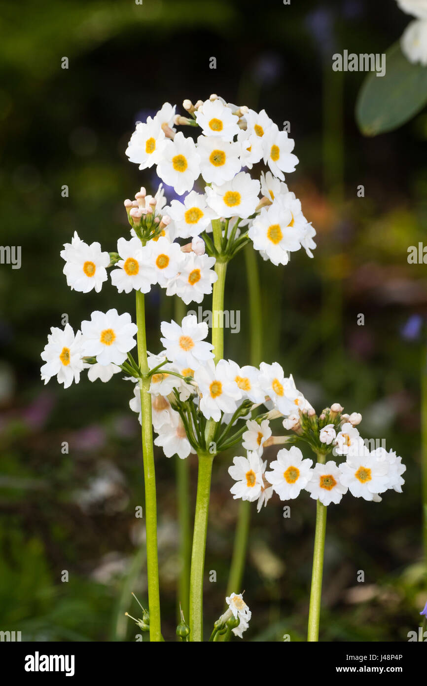Fleurs blanches aux yeux jaunes en verticilles autour de la tige du chandelier de la primula, Primula japonica ,Postford White, Banque D'Images