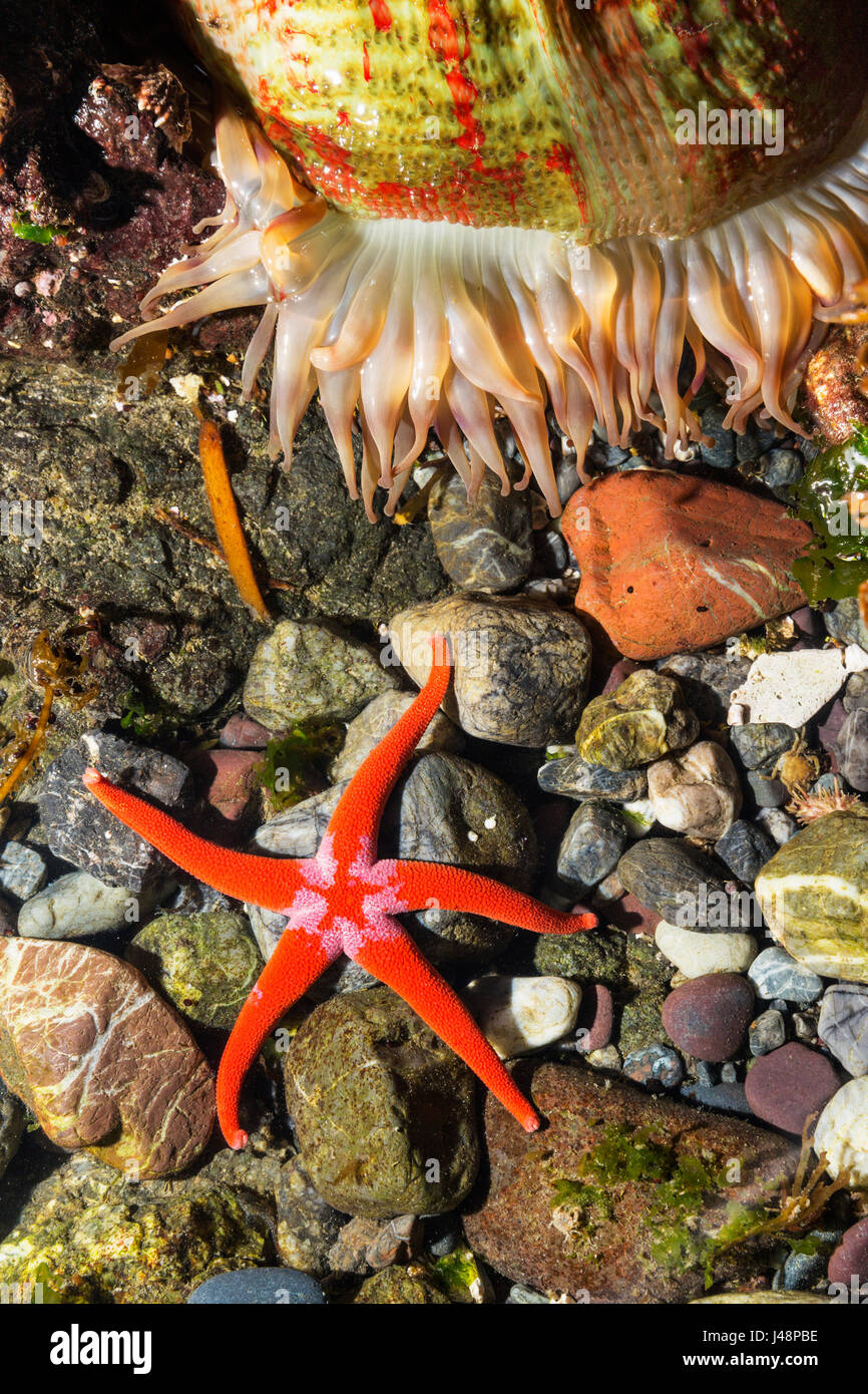 Vue détaillée de l'étoile de mer et des anémones dans un bassin de marée, Hesketh Island, Homer, Southcentral Alaska, USA Banque D'Images