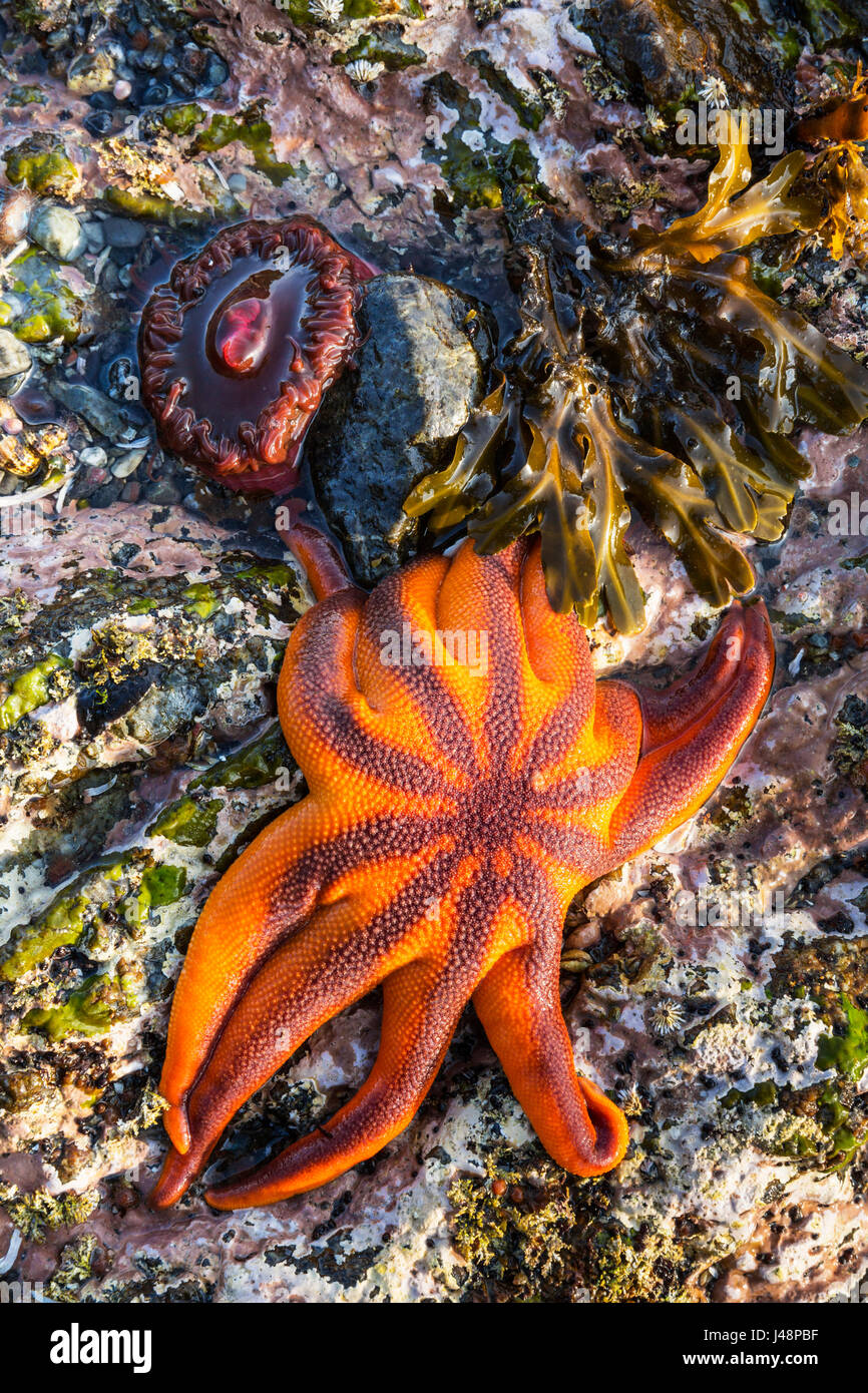 Vue détaillée de l'étoile de mer et des anémones dans un bassin de marée, Hesketh Island, Homer, Southcentral Alaska, USA Banque D'Images