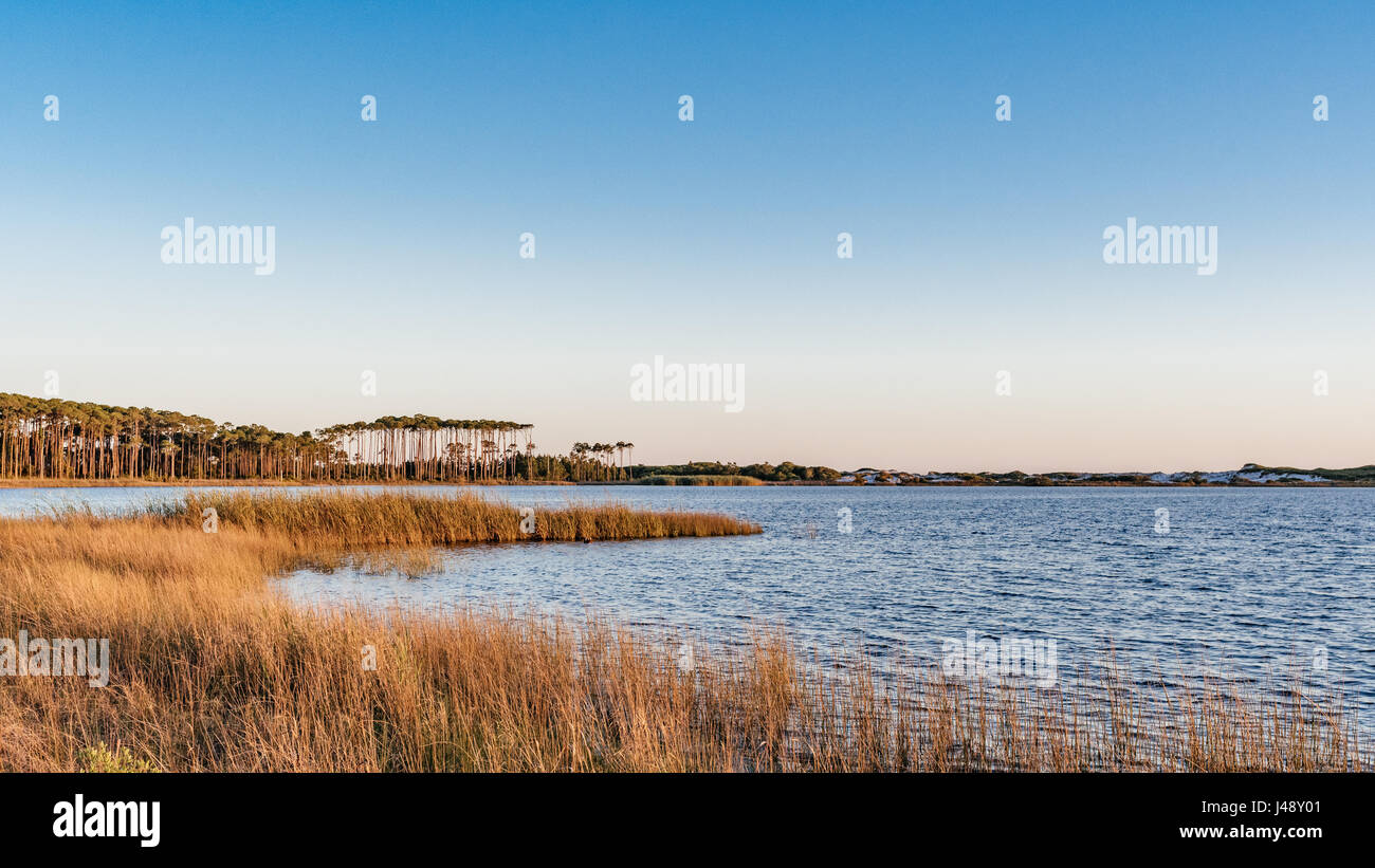 Pins des marais sur la rive opposée de l'ouest du lac, un lac de dunes côtières dans la région de Walton County Florida, USA à Grayton Beach State Park. Banque D'Images