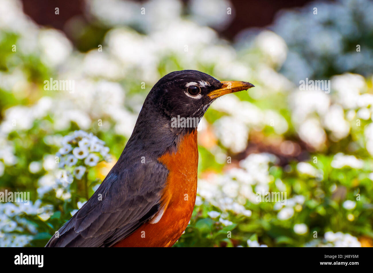 Merle d'Amérique Turdus migratorius mâles adultes Washington DC USA Banque D'Images