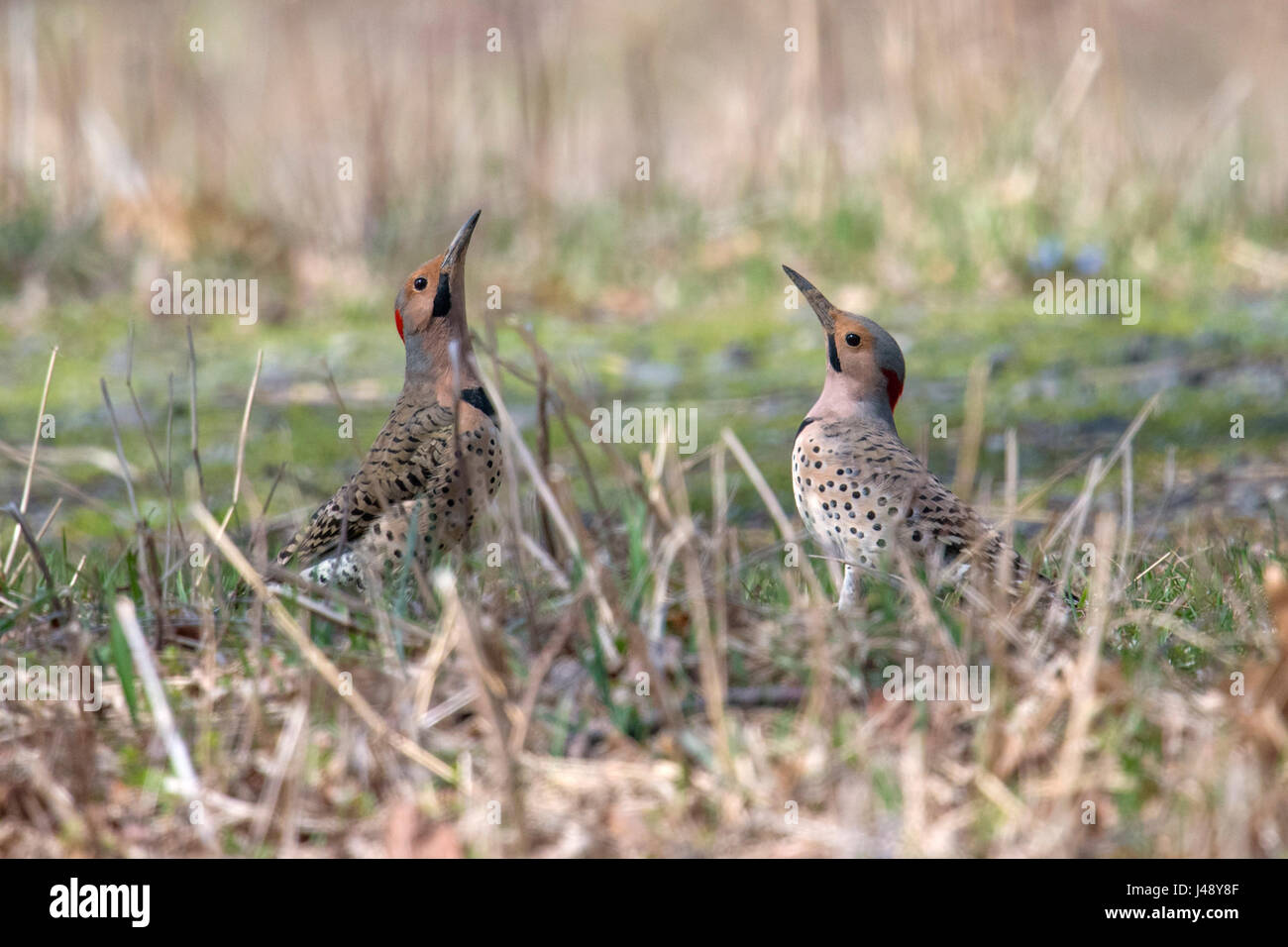 Becs flamboyants soulever dans l'accouplement rituel Banque D'Images Becs flamboyants soulever dans l'accouplement rituel Banque D'Images