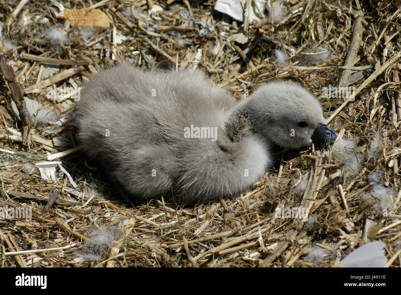 Rivière Lee à Ware dans le Hertfordshire, Royaume-Uni. 10 mai, 2017. Le printemps est vu comme un nouveau né cygnet tente de trouver l'énergie pour faire ses premiers pas dans la vie sur la rivière Lee dans Ware, Hertfordshire Crédit : CandyAppleRed Images/Alamy Live News Banque D'Images