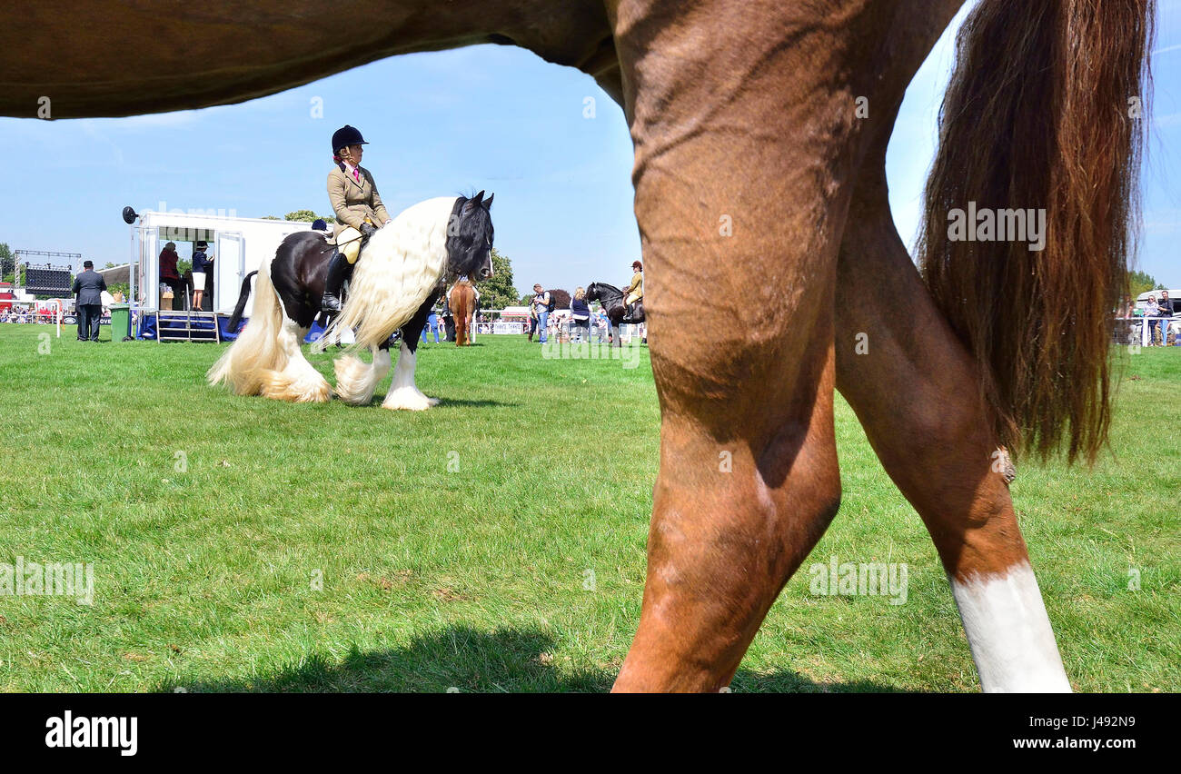 Un Frankshiloh Gypsy Cob traditionnel avec un extoradinary longue crinière et la queue des défilés le Copper Horse Arena avant le jugement dans le pré - Senior Horse/Pony- concours monté sur un soleil glorieux - jour 1 de la Royal Windsor Horse Show dans le parc du château de Windsor Berkshire UK. Gary crédit Blake/Alamy Live News Banque D'Images