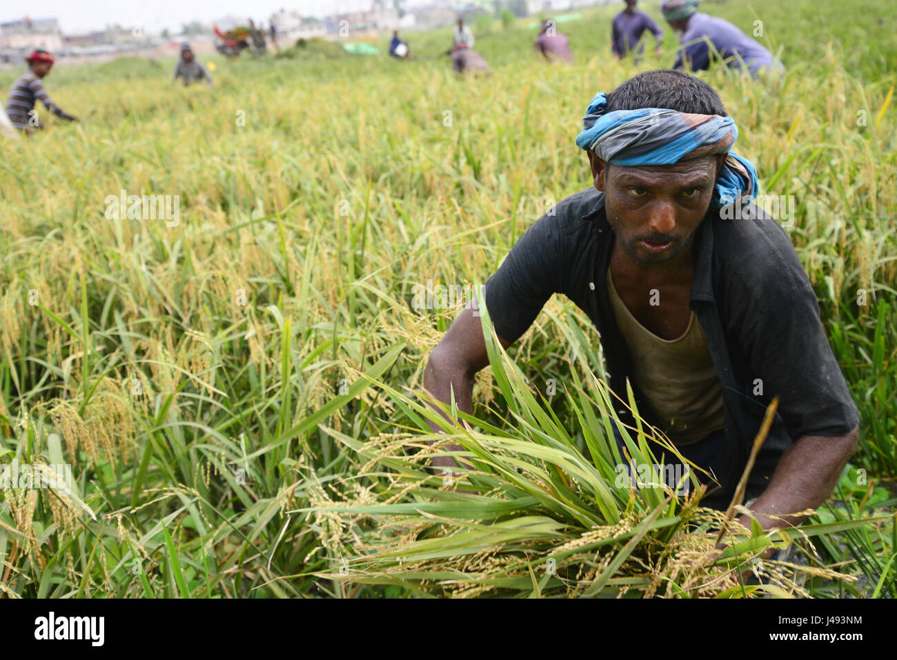 Dhaka, Bangladesh. 10 mai, 2017. Agriculteurs du Bangladesh et de coupe après la récolte de paddy recueille à Gabtoli à Dhaka, Bangladesh, le 10 mai, les agriculteurs du Bangladesh et collecte de coupe après la récolte de paddy à Ashulia à Dhaka, Bangladesh, le 10 mai 2017. La principale culture vivrière du Bangladesh est le riz. Secteur du riz contribue à la moitié du PIB agricole et à un sixième du revenu national au Bangladesh. La quasi-totalité des 13 millions de familles agricoles du pays cultiver du riz. Mamunur Rashid/crédit : Alamy Live News Banque D'Images