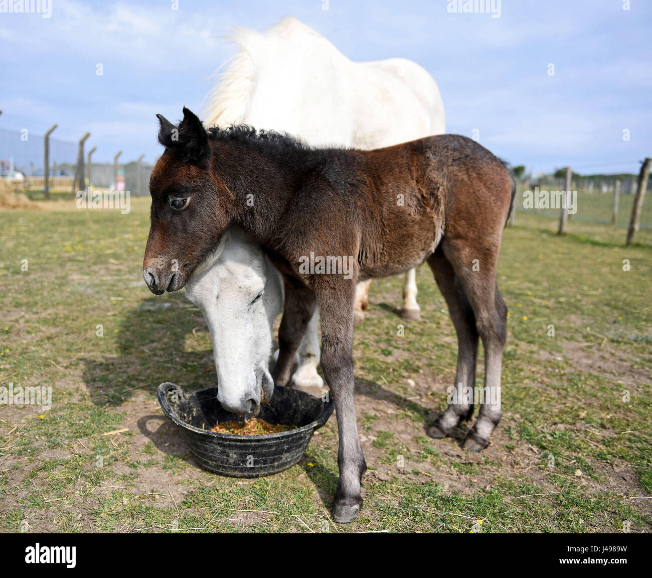 Poney Eriskay Rare Banque D'Images