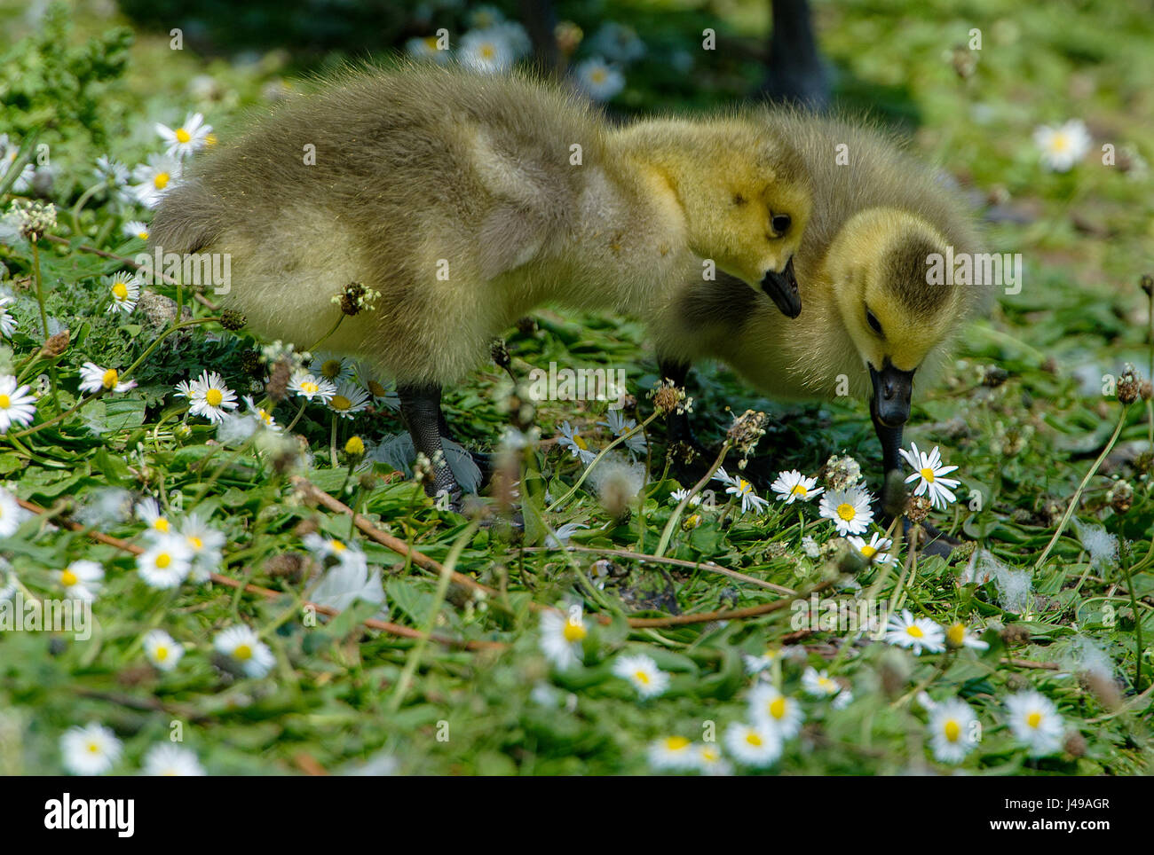 Crompton Lodges, UK. Le 11 mai, 2017. Un adorable troupeau d'oisons Bernache du Canada pour l'alimentation et fourrage preen eux-mêmes dans un patch de marguerites à Crompton Lodges, Bolton, Royaume-Uni. Photo par Paul Heyes, jeudi 11 mai, 2017. Crédit : Paul Heyes/Alamy Live News Banque D'Images