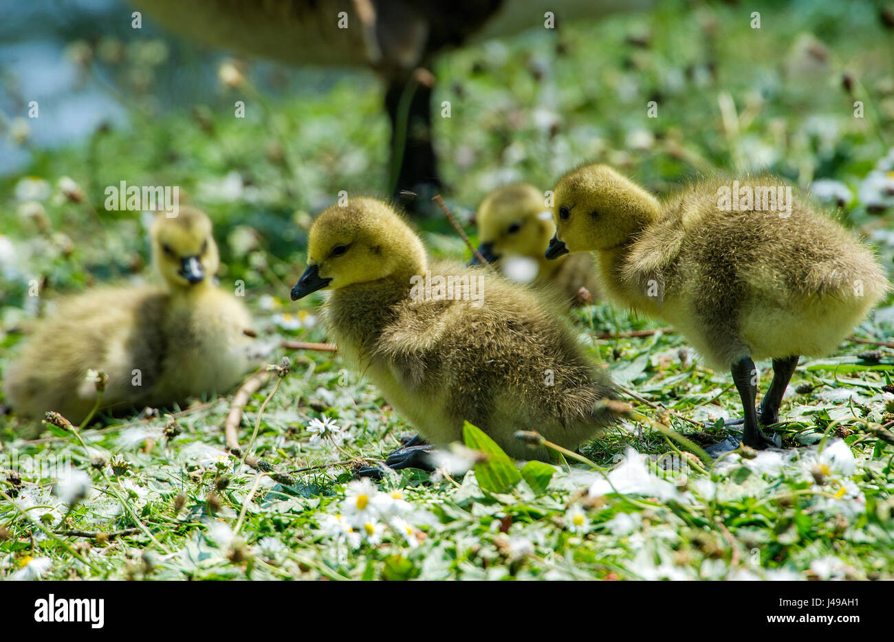 Crompton Lodges, UK. Le 11 mai, 2017. Un adorable troupeau d'oisons Bernache du Canada pour l'alimentation et fourrage preen eux-mêmes dans un patch de marguerites à Crompton Lodges, Bolton, Royaume-Uni. Photo par Paul Heyes, jeudi 11 mai, 2017. Crédit : Paul Heyes/Alamy Live News Banque D'Images