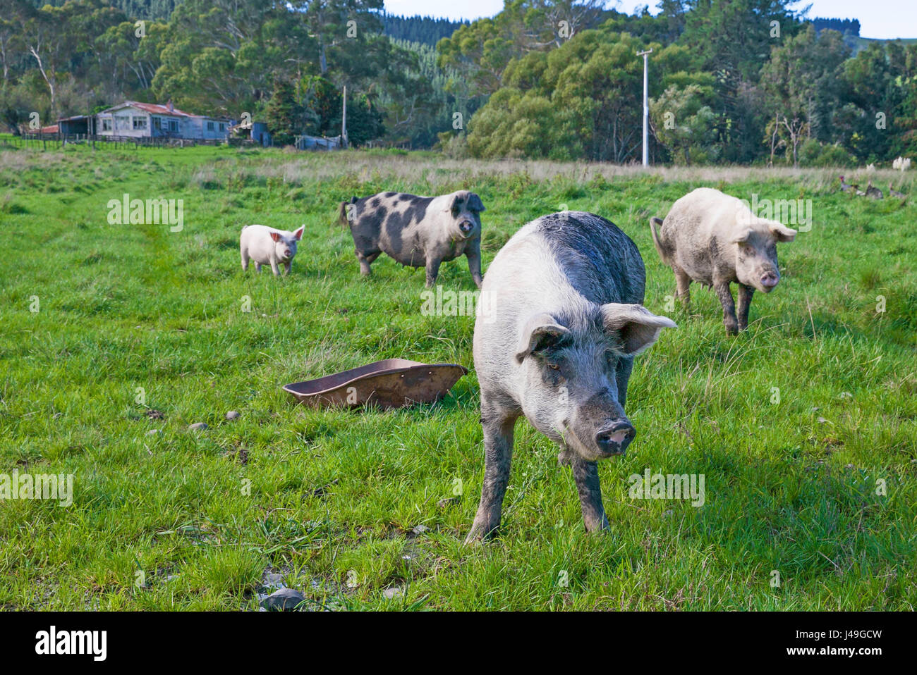 Quatre porcs à la ferme Banque D'Images