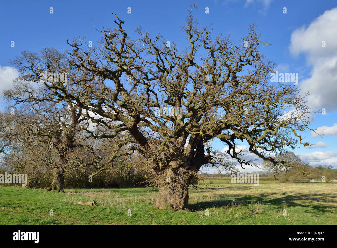 (Anglais) chêne pédonculé - Quercus robur arbre dans le champ, Severn Vale, Gloucestershire Banque D'Images