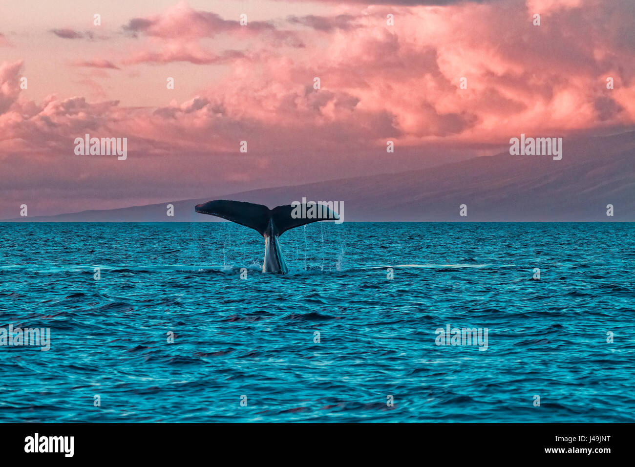 Baleine à bosse avec queue hors de l'eau à Lahaina sur Maui au coucher du soleil. Banque D'Images
