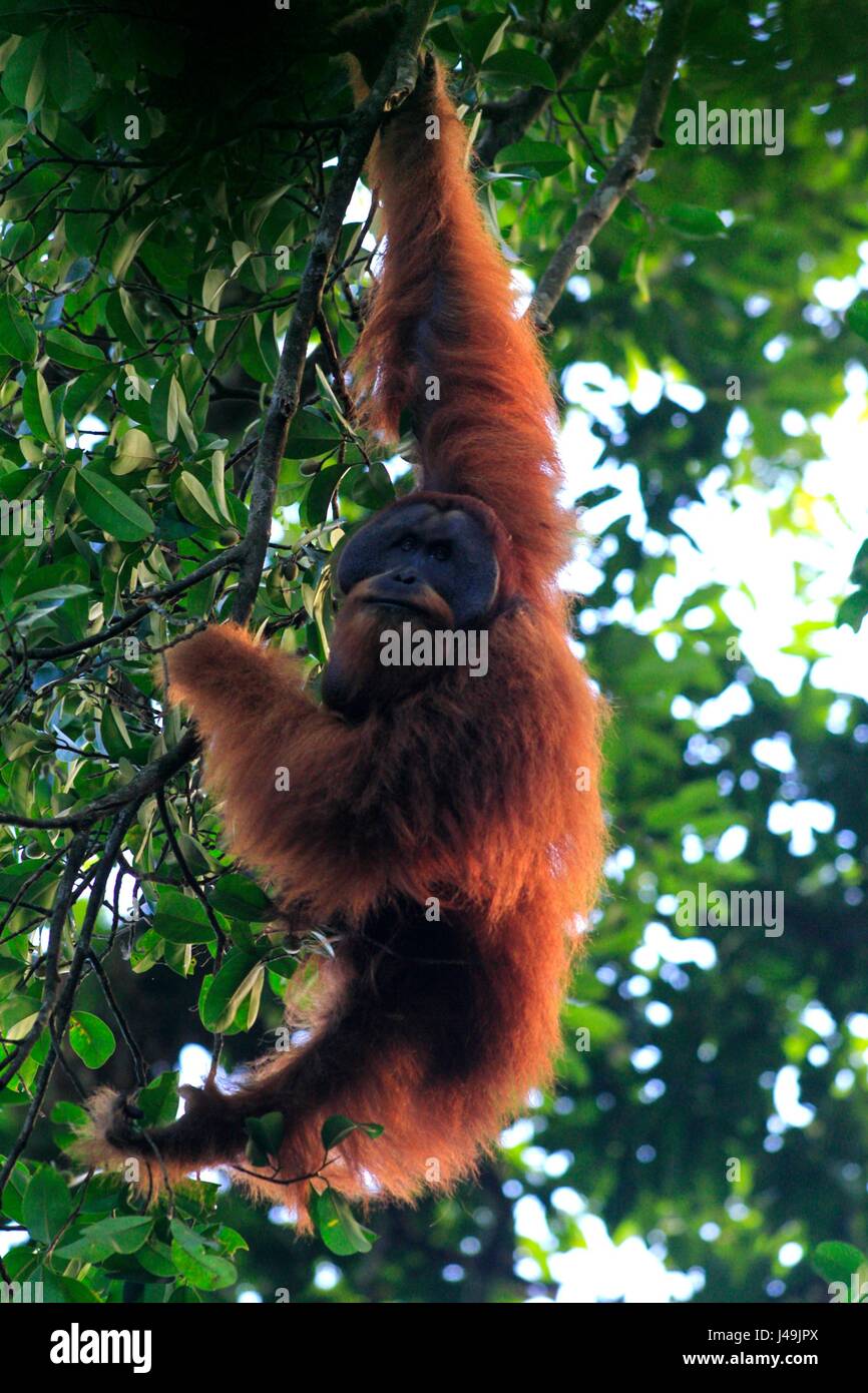 ACEH, Indonésie - 10 mai : l'orang-outan de Sumatra (Pongo abelii) mange des fruits dans Ketambe Forêt, Parc National Leuser, Province d'Aceh, en Indonésie le 7 mai 2 Banque D'Images