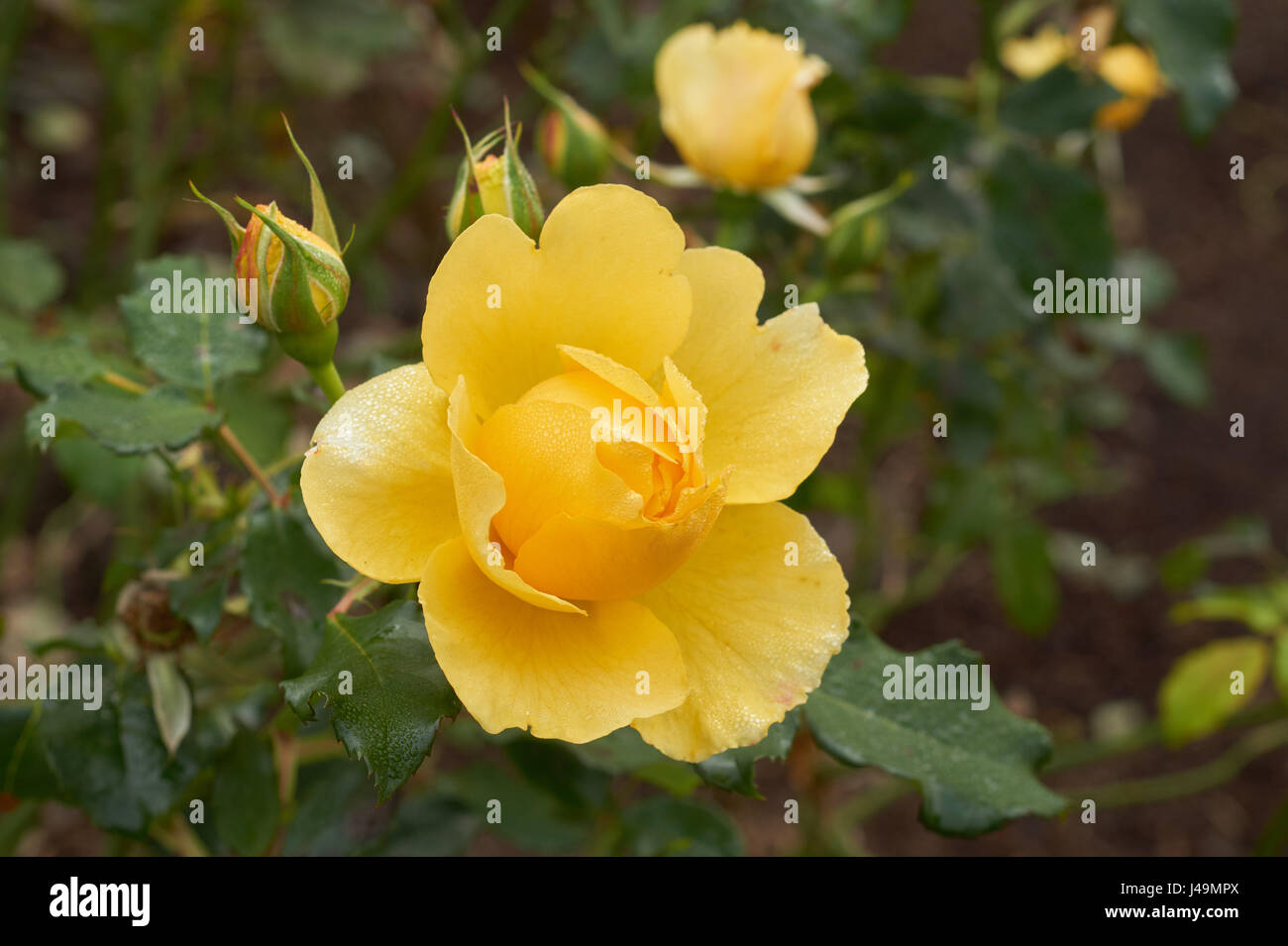 Image de belle rose jaune close up Banque D'Images