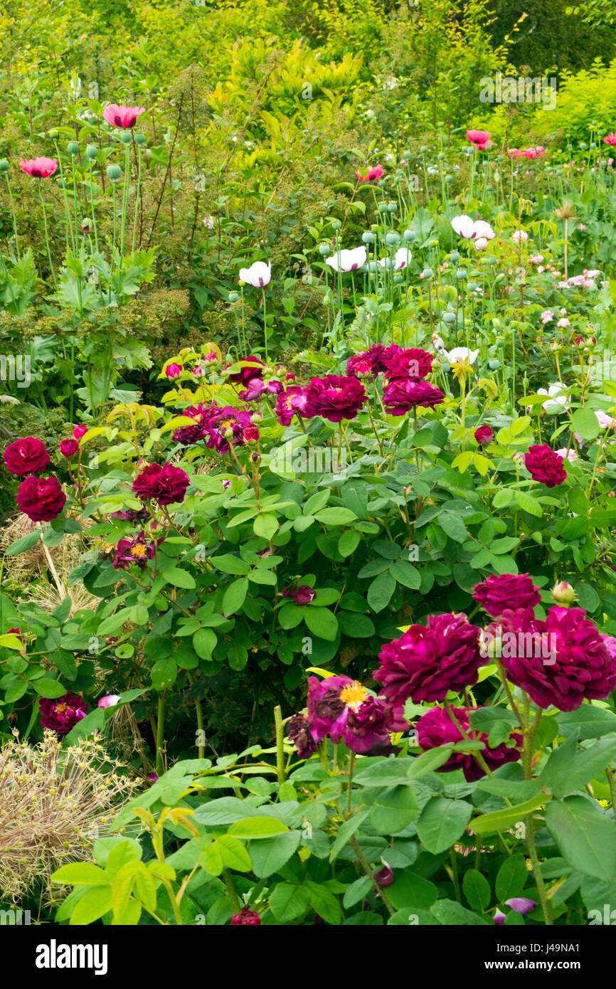 Jardin d'été Anglais Colouful frontière fleurs Banque D'Images