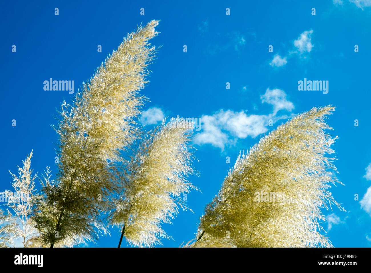 L'herbe de la pampa graines soyeux contre un ciel bleu Photo Stock - Alamy