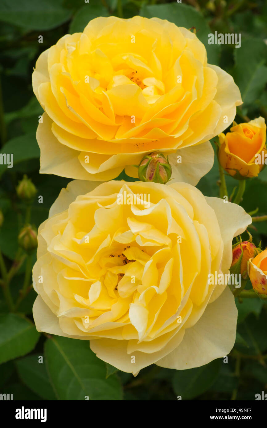 Deux belles roses jaunes Banque D'Images