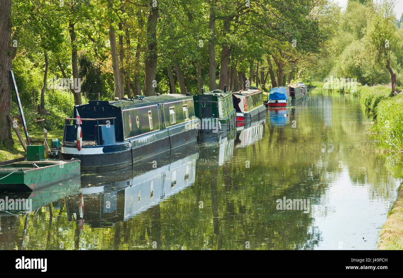 Les chalands amarrés le long du Canal de navigation Wey, Godalming, Surrey. Banque D'Images