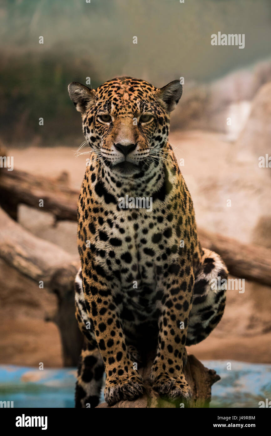 Leopard, panther à contact avec les yeux Banque D'Images