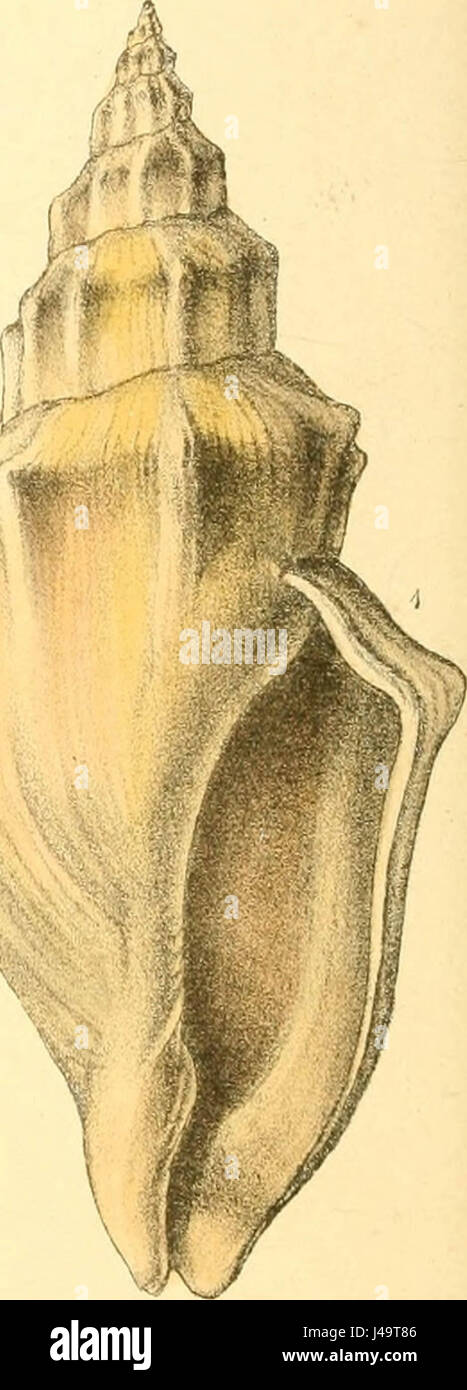 "Zoological illustrations, ou d'origine, les figures et les descriptions de nouvelles, rares, ou animaux intéressants, choisis principalement à partir des classes de l'ornithologie, l'entomologie, et conchyliologie, et disposées en fonction de leurs affinités apparentes Banque D'Images