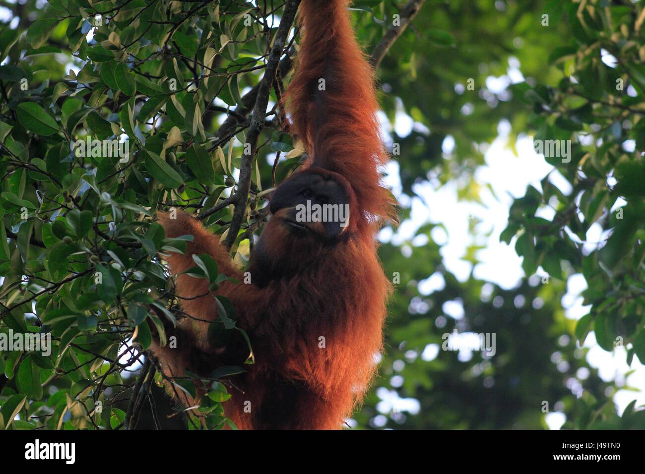 ACEH, Indonésie - 10 mai : l'orang-outan de Sumatra (Pongo abelii) mange des fruits dans Ketambe Forêt, Parc National Leuser, Province d'Aceh, en Indonésie le 7 mai 2 Banque D'Images