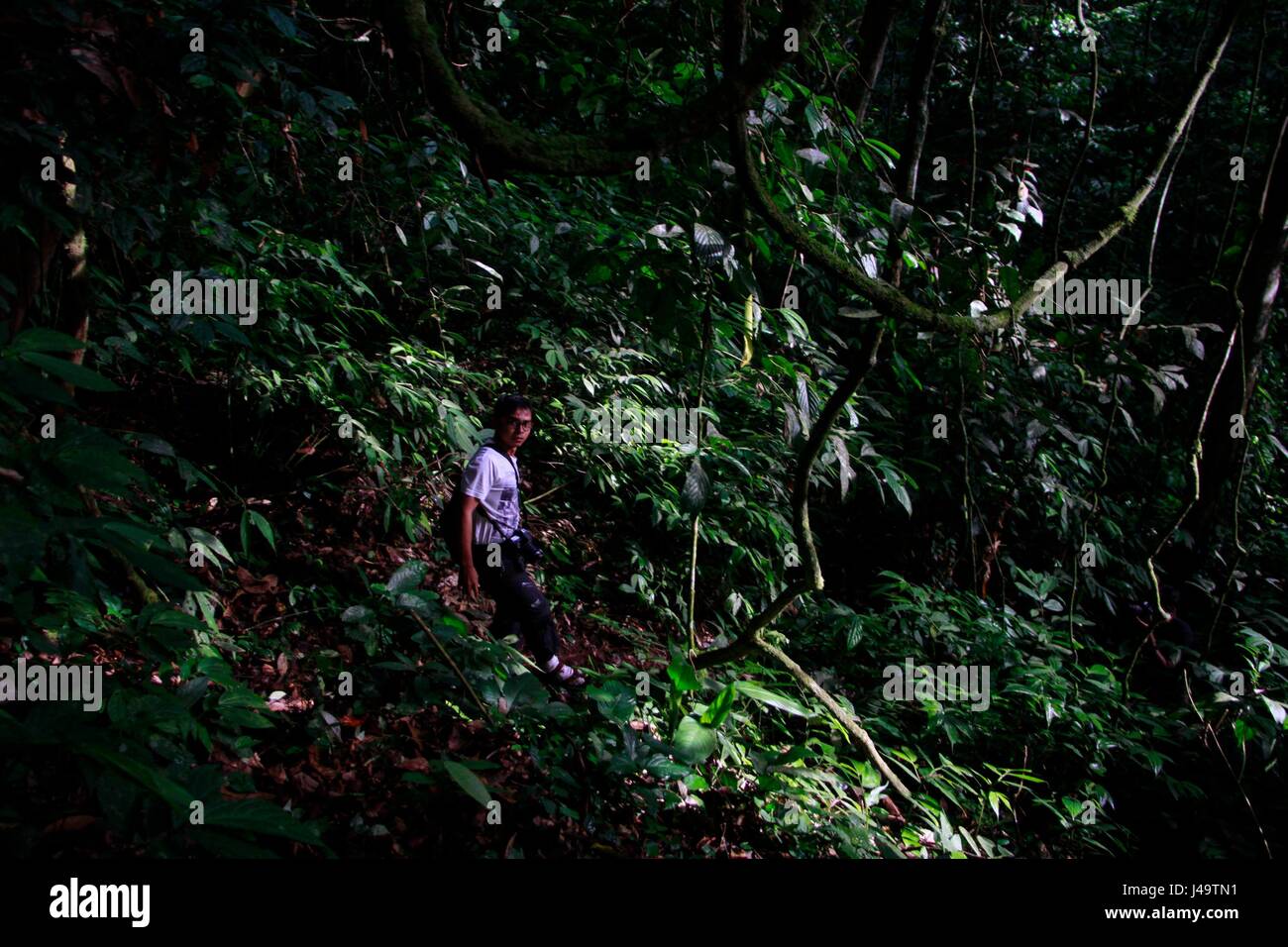 ACEH, Indonésie - 10 MAI : chercheur à l'animal (orang-outan de Sumatra Pongo abelii) Ketambe en forêt, parc national de Gunung Leuser, Aceh Bauvin Banque D'Images