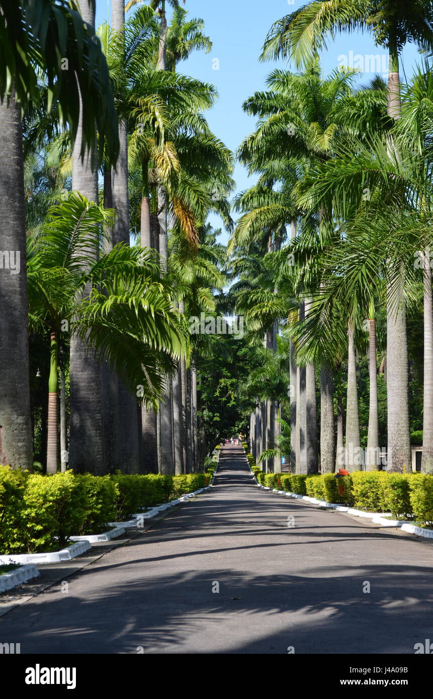 Rue des palmiers. Chemin entouré de palmiers dans le zoo de la ville de Rio de Janeiro, Brésil. Banque D'Images