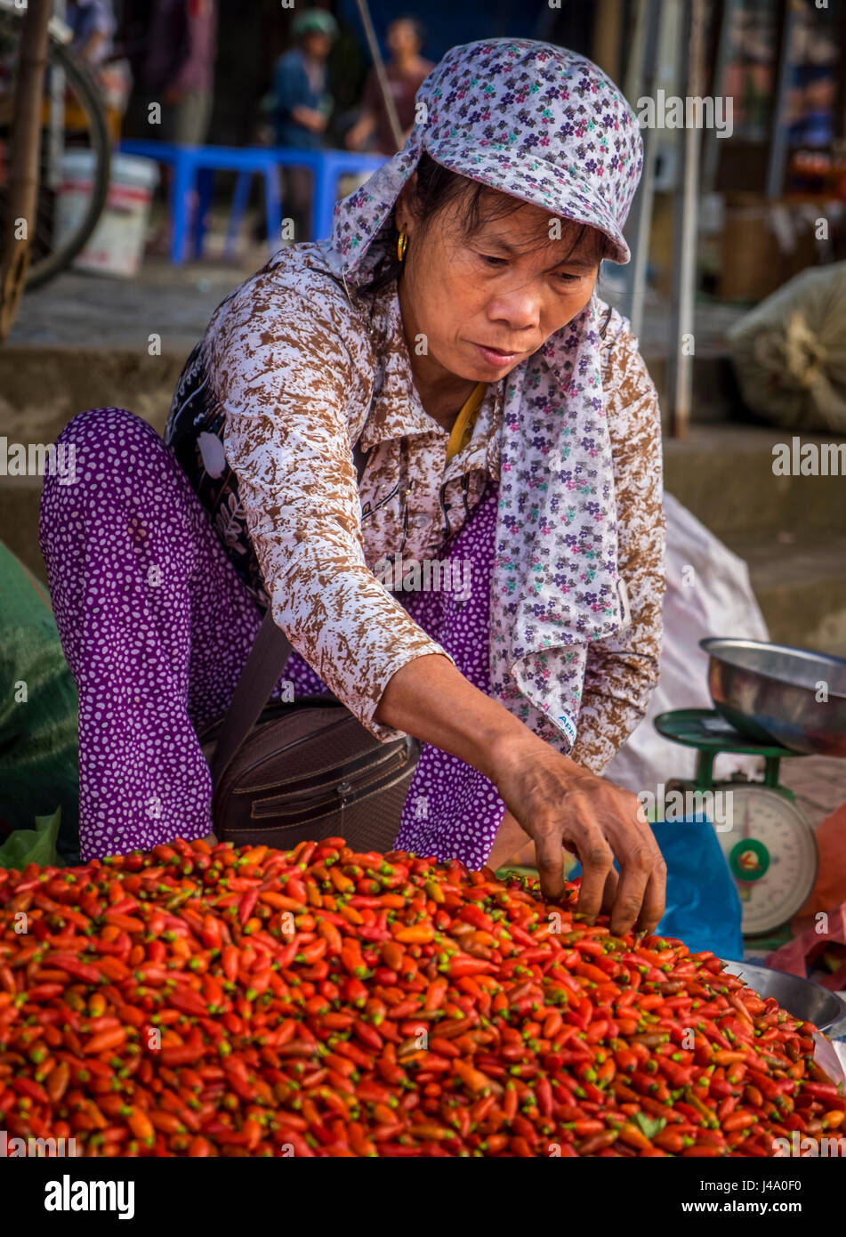 BAC HA, VIETNAM - CIRCA SEPTEMBRE 2014 : Vietnamese Woman picking piment rouge au Bac Ha marché le dimanche, le plus grand peuple minoritaire du marché i Banque D'Images