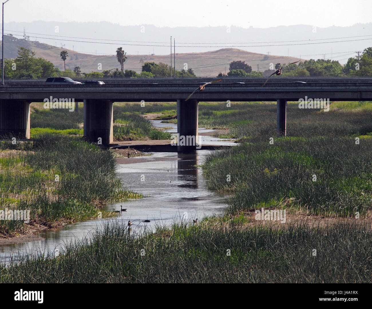 Alameda Creek, l'East Bay Regional Park, Union City, California, USA Banque D'Images