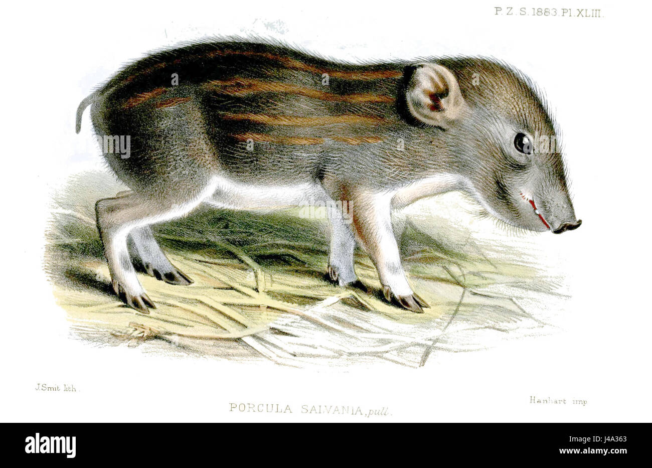 Porcula Salvania, également connu sous le nom de tarsier philippin, est une petite espèce de primates originaire des Philippines. Il est connu pour ses grands yeux et son comportement nocturne, habitant les forêts à travers les îles de Bohol, Leyte et Samar. Cette espèce est considérée comme en voie de disparition en raison de la perte d’habitat et de l’empiètement humain. Banque D'Images